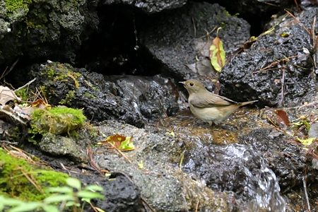 水場のオオルリ ♀ 