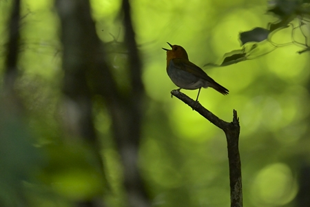 山梨のコマドリ