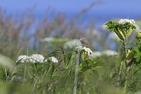 道東のシマセンニュウ 1