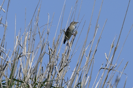 道東のシマセンニュウ 2