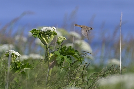 シマセンニュウ 飛翔