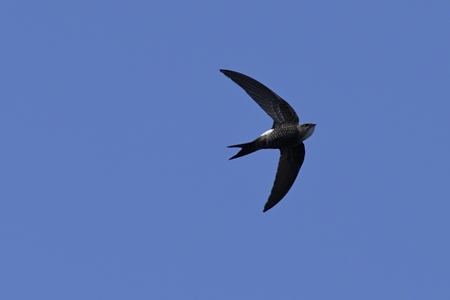 アマツバメ 腹側