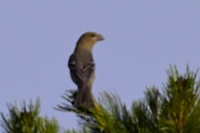 ギンザンマシコ