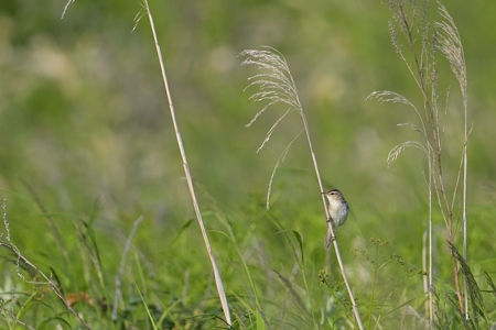 道東のコヨシキリ