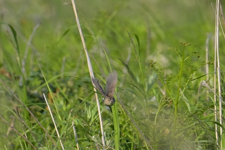 コヨシキリ 飛翔