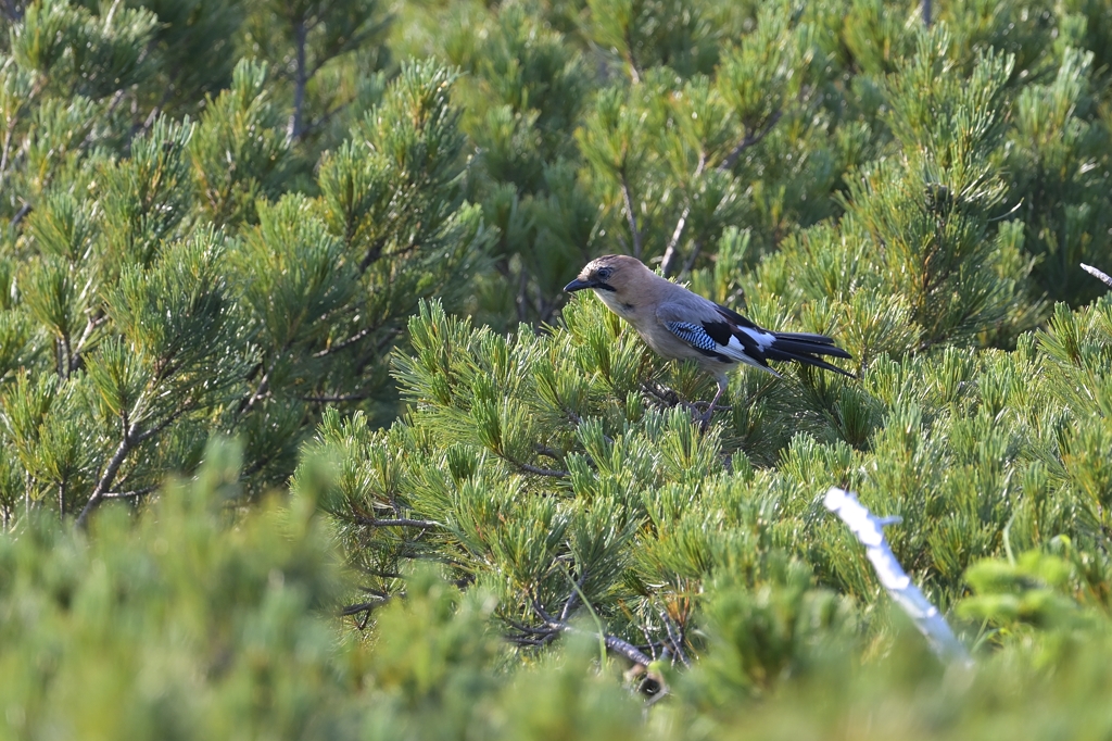 カケス様 日本の野鳥 カケス Japanese Wild Birds Eurasian jay