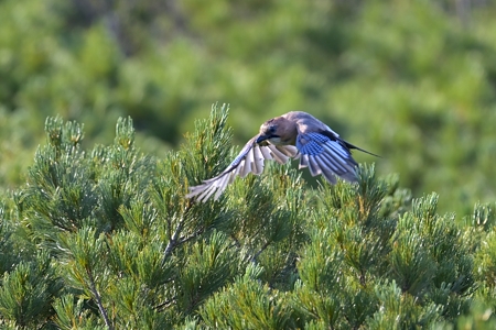 亜種ミヤマカケスの飛翔