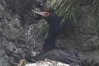 チシマウガラス