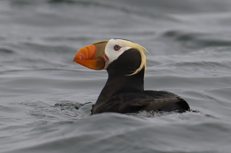 エトピリカ アップ