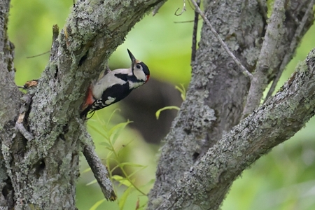 亜種 エゾアカゲラ ♂ D m Japonicus