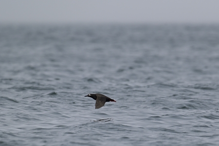 ケイマフリ 飛翔