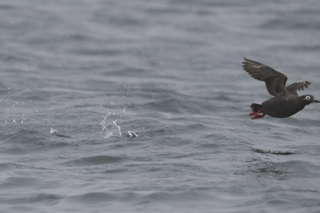 ケイマフリ 飛び立ち
