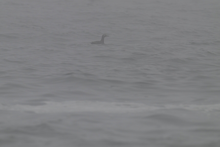 ケイマフリ 霧の中