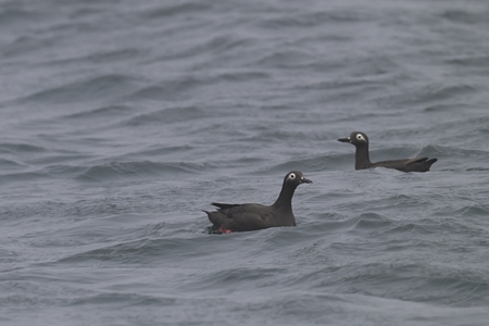 ケイマフリ ペア ?
