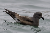 コシジロウミツバメ
