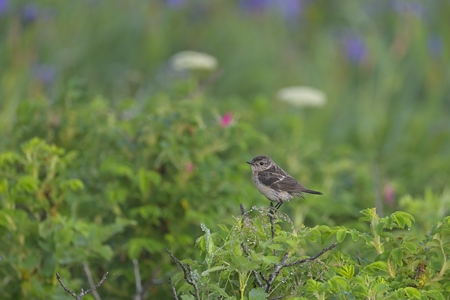 道東のノビタキ ♀ その2