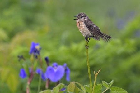 道東のノビタキ ♀