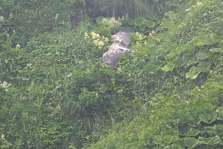 オジロワシ 幼鳥