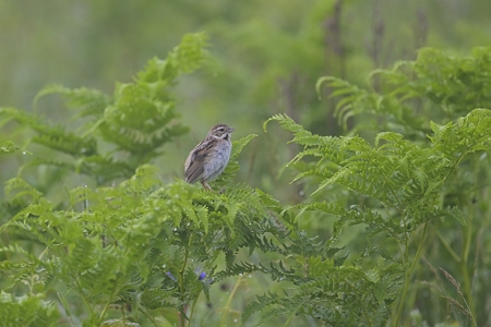 オオジュリン ♀ 夏羽