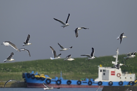 オオセグロカモメの群れ 飛翔 夏羽