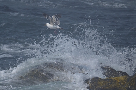 道東のオオセグロカモメ 第二回夏羽 ?