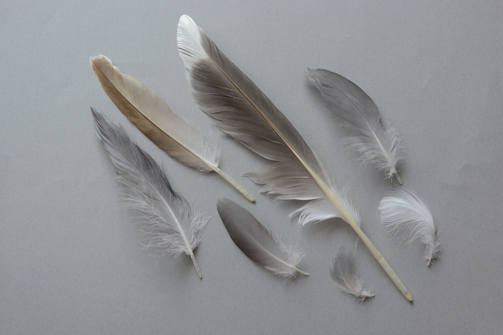 オオセグロカモメの羽根 若鳥 ?