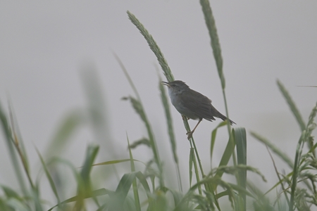 朝霧の中のシマセンニュウ