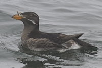チドリ目トウゾクカモメ科ウミスズメ科