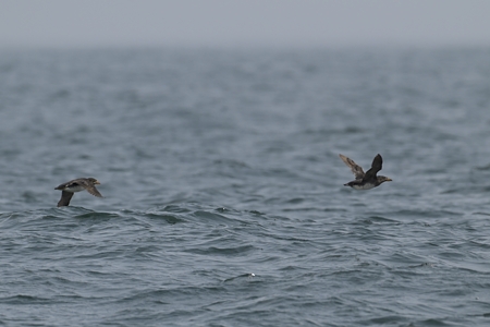 ウトウ 霧が晴れて