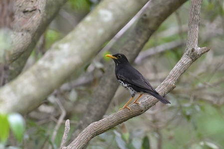 クロツグミ ♂ 図鑑的に