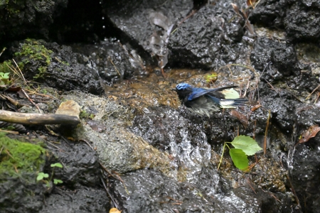 山梨のオオルリ ♂ 