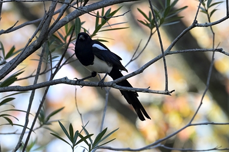 カササギ 木の上