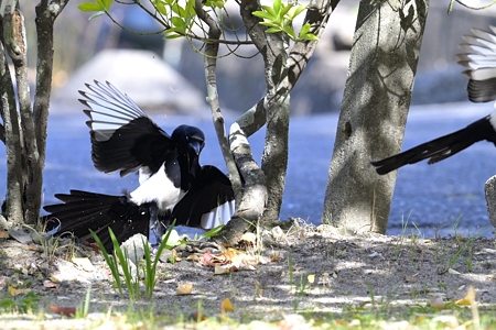カササギ バトル