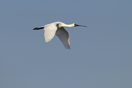 クロツラヘラサギの飛翔 3