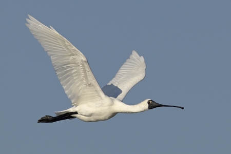クロツラヘラサギの飛翔 2