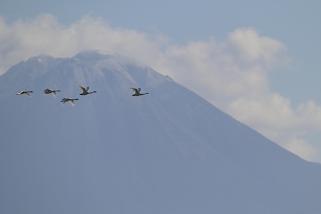 亜種コハクチョウの飛翔 米子