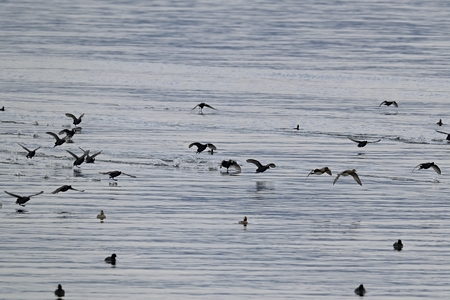 オオバンの群れ 飛翔