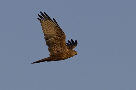 チュウヒの飛翔 4