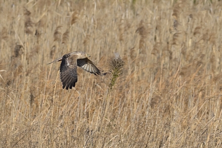 チュウヒの飛翔 3