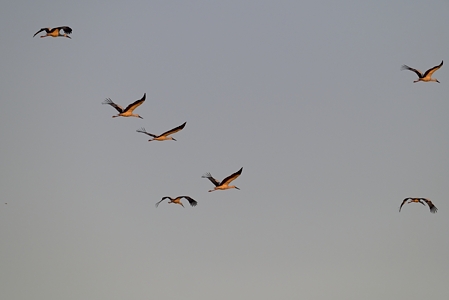 コウノトリ 千葉での出会い 2