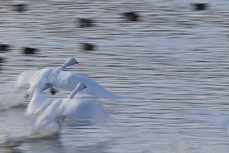 亜種コハクチョウの飛び立ち 2