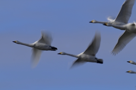 亜種コハクチョウの飛翔 成鳥 低SSの流し撮り 2