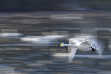亜種コハクチョウの飛翔 成鳥 低SSの流し撮り 1