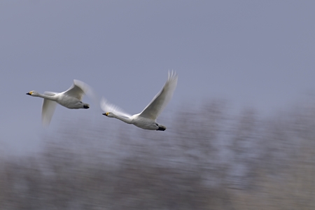 亜種コハクチョウの飛翔 成鳥 低SSの流し撮り 3