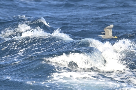 クロサギ 飛翔 荒海をバックに 1