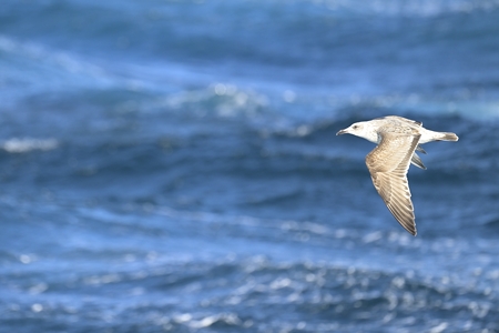 亜種セグロカモメ1年生冬の飛翔 2