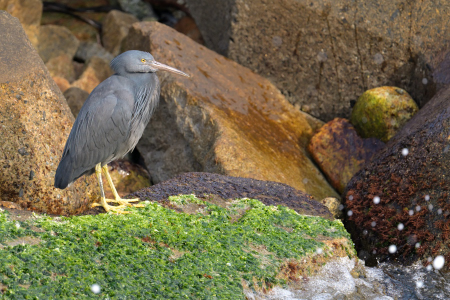 クロサギ 黒色型 生殖羽