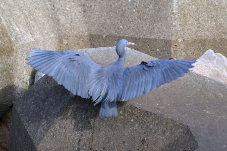 クロサギ 黒色型 生殖羽 開翼