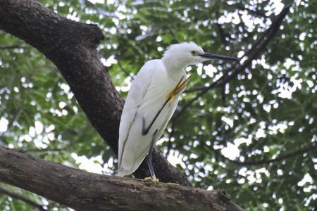 タイのコサギ