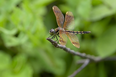 コフキトンボ ♀ オビトンボ型